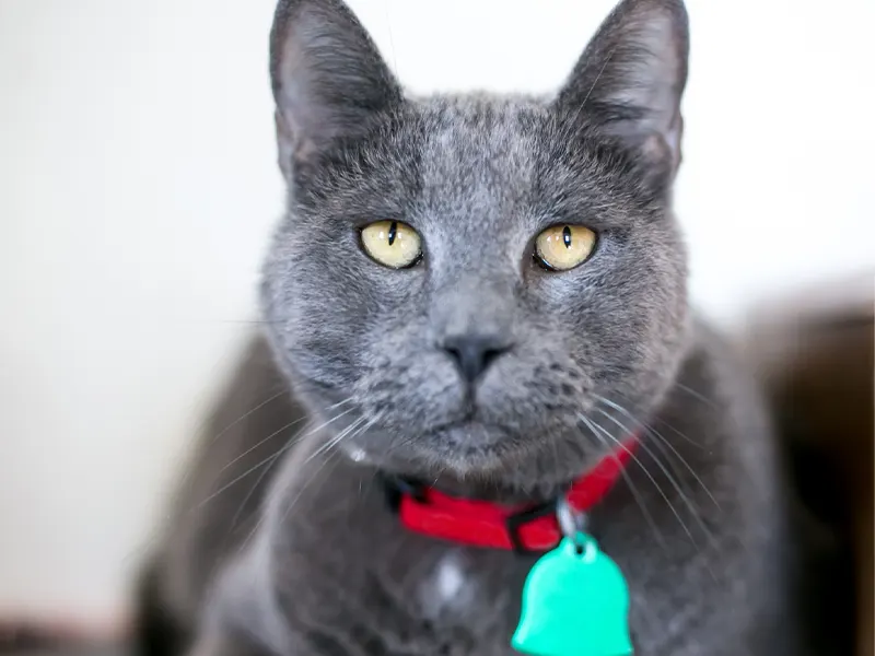 AirTag Cat Collar (Buyer Guide)